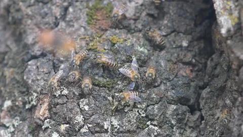 Honey Bee dancing behavior on front beehive. Stock Footage 130883627