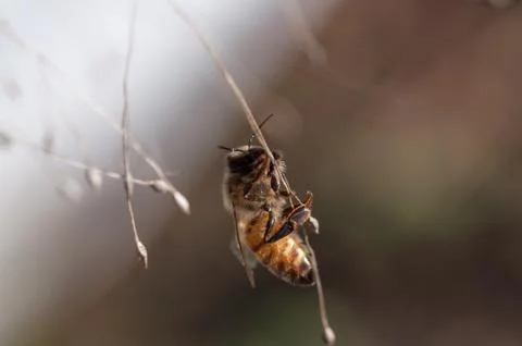 Honey bee dancing on a string of dry grass Stock Photos