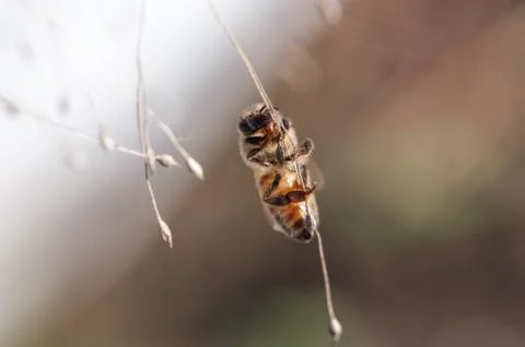 Honey bee dancing on a string of dry grass Stock Photos