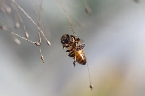Honey bee dancing on a string of dry grass Stock Photos