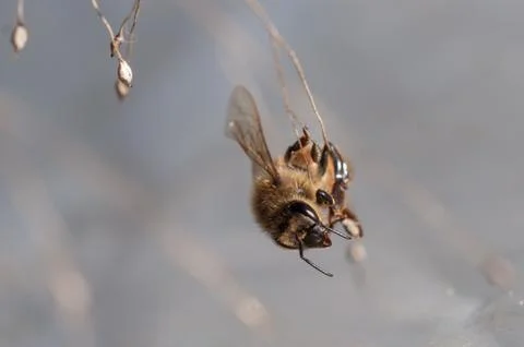 Honey bee dancing on a string of dry grass 스톡 사진