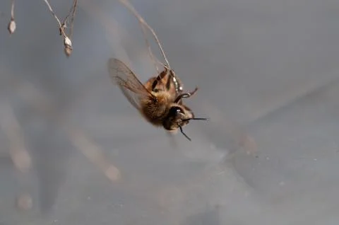 Honey bee dancing on a string of dry grass Stock Photos