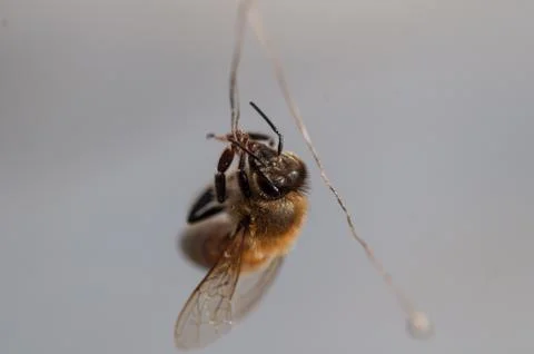 Honey bee dancing on a string of dry grass Stock Photos