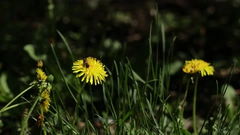 Honey bee on dandelion flower working. Stock Footage 133122672
