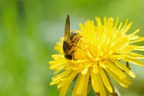 Honey bee on the Dandelion Фото