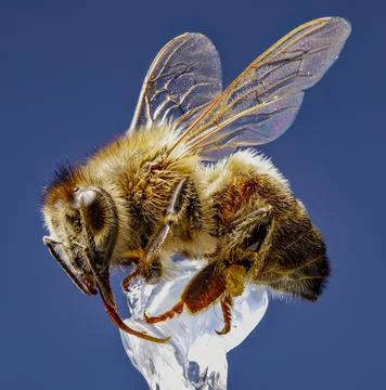 Honey Bee Deep Focus Foto stock