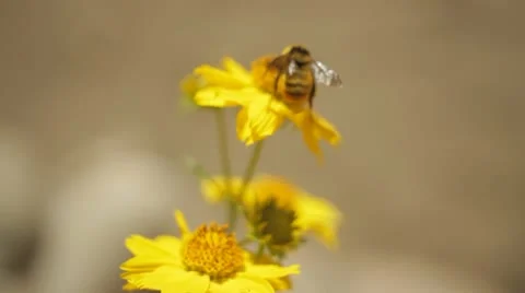 Honey bee on desert flower Stockbeeldmateriaal 10990211