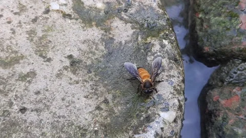 A honey bee is drinking water. Video stock 204929404