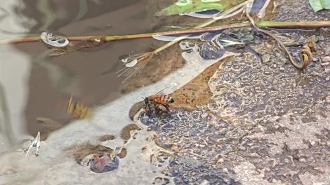 Honey bee drinks from a muddy puddle in slow motion - Wet Soil and Insect Macro Stock Footage 339810409