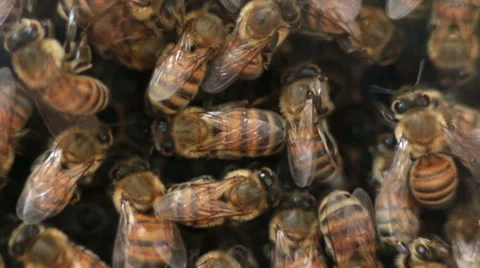 Honey bee drones in hive close up macro Stock Footage 56896414