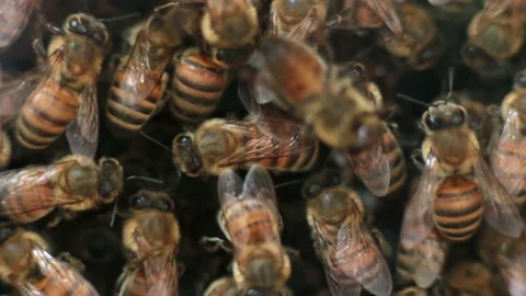 Honey bee drones in hive close up macro Stock Footage 238937931