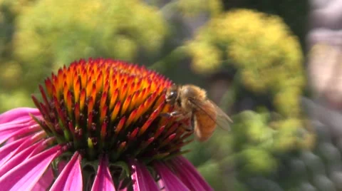 Honey Bee On Echinacea Macro Closeup Detail Stock Footage 44118622