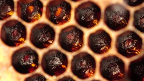 Honey bee eggs macro. Bee colony in hive Stock Footage 131905839