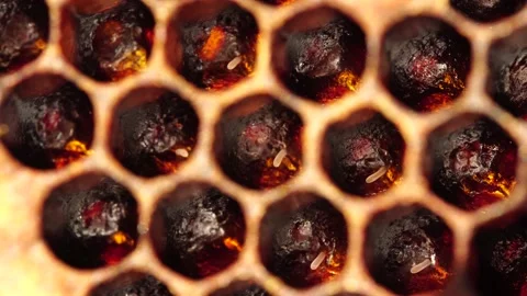 Honey bee eggs macro Stock Footage 137085776