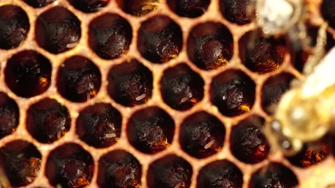 Honey bee eggs macro inside a honeycomb Stock-Footage 142449322