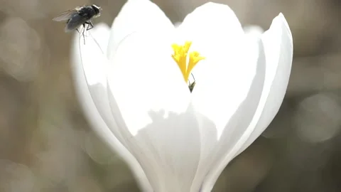 Honey bee emerging out of crocus flower :: slow motion Stock Footage 233280428