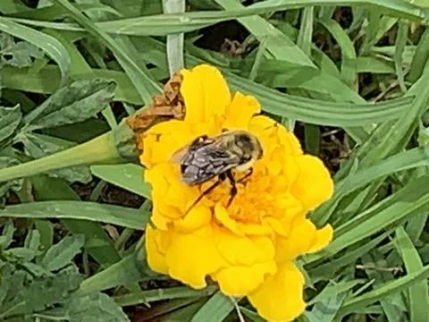 Honey Bee Explore Stock Photos