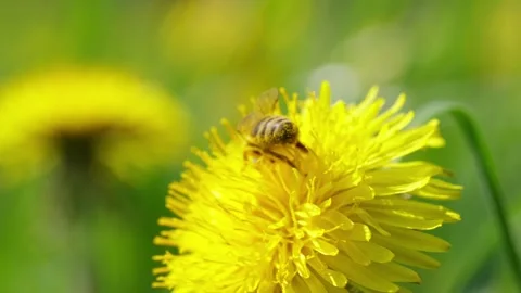 Honey Bee Exploring Dandelion Blossom with Soft Floral Background Stock Footage 336714648