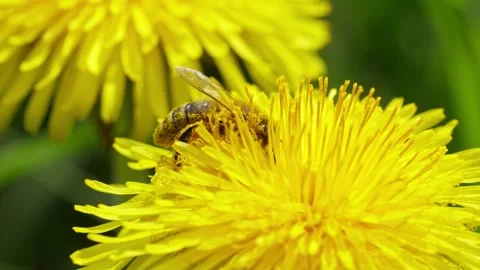 Honey Bee Exploring Yellow Dandelion Blossom Stock Footage 336716090