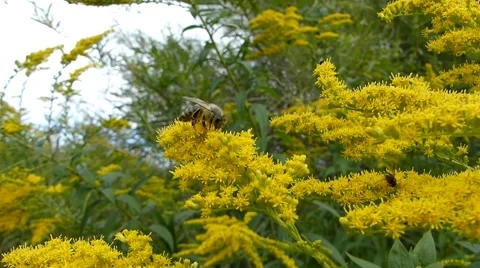 Honey bee extracting nectar Stock Footage 66371887