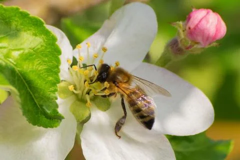 Honey bee, extracting nectar from fruit tree flower Stock Photos