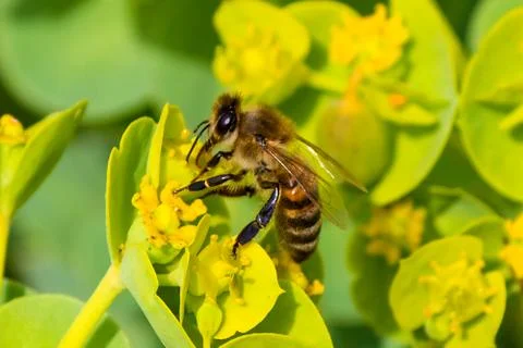 Honey bee, extracting nectar from fruit tree flower Stock Photos