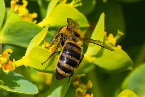 Honey bee, extracting nectar from fruit tree flower Stock Photos
