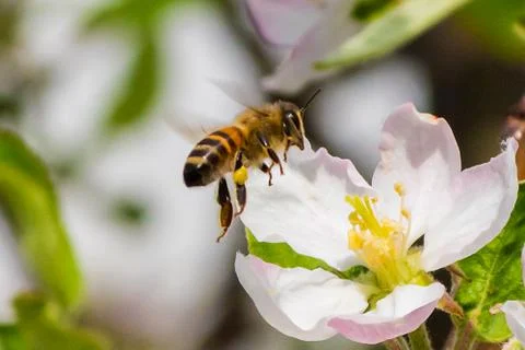 Honey bee, extracting nectar from fruit tree flower Stock Photos