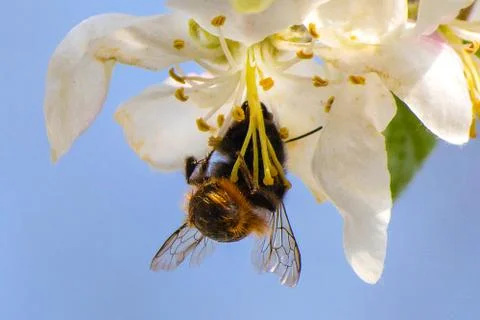 Honey bee, extracting nectar from fruit tree flower, pollination process Stock Photos