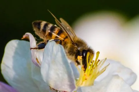 Honey bee, extracting nectar from fruit tree flower Stock Photos