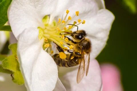 Honey bee, extracting nectar from fruit tree flower Stock Photos