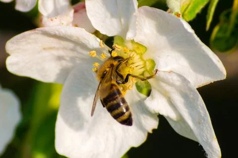 Honey bee, extracting nectar from fruit tree flower Stock Photos
