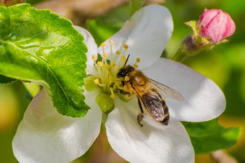 Honey bee, extracting nectar from fruit tree flower Stock Photos