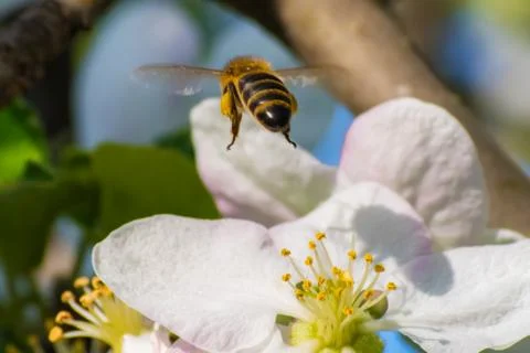 Honey bee, extracting nectar from fruit tree flower Stock Photos