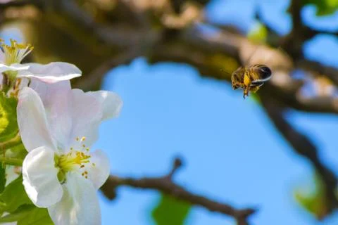 Honey bee, extracting nectar from fruit tree flower Stock Photos