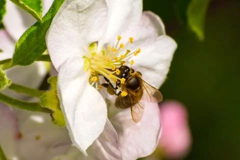 Honey bee, extracting nectar from fruit tree flower Stock Photos
