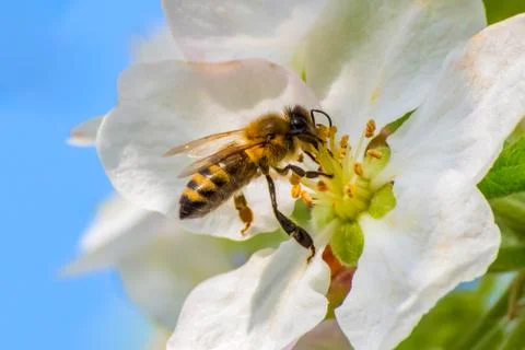 Honey bee, extracting nectar from fruit tree flower Stock Photos