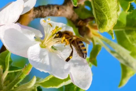 Honey bee, extracting nectar from fruit tree flower Stock Photos