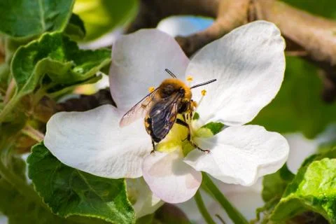 Honey bee, extracting nectar from fruit tree flower Stock Photos