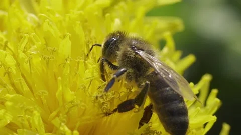 Honey Bee Extreme Closeup Stock Footage 158018390