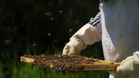 Honey Bee Farming Video stock 287116201