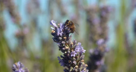 Honey bee feed in slow motion Stock Footage 113146302