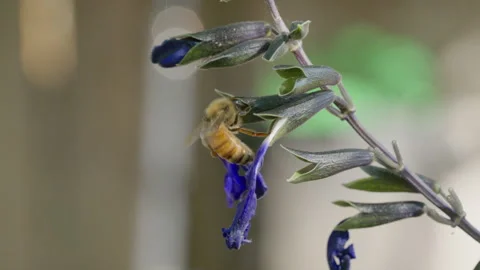 Honey Bee Feeding on Black and Blue Salvia Flower, 4K Macro Wildlife Footage Stock Footage 342086332