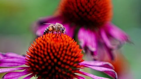 Honey bee feeding on nectar and gathering pollen from an Echinacea flower. 스톡 동영상 344567152