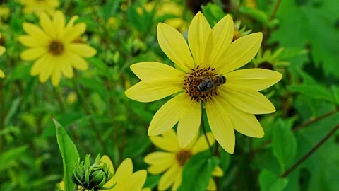 Honey bee feeding on nectar and gathering pollen from  vibrant yellow sunflower, Stock Footage 346171985