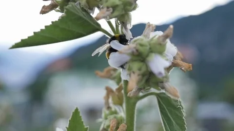 Honey bee feeding on a single stem of flower Stock Footage 106202807