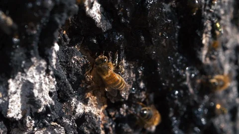 Honey Bee Feeding on Tree Stock Footage 87537041