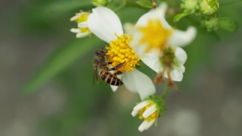Honey Bee Feeding on Wild Daisy Blossom Stock-Footage 341375130