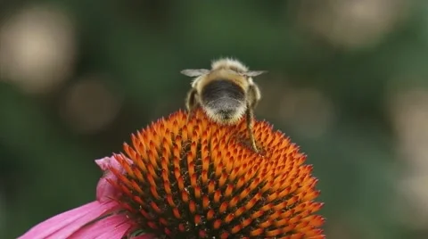 Honey bee feeds on nectar Purple coneflower (echinacea purpurea) + departs Stock Footage 44267351