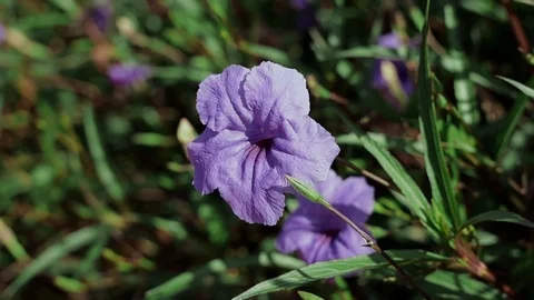 Honey Bee Finding and Collecting Sweet Pollen in a Ruellia Simplex Flower. Mo Stock Footage 120969170